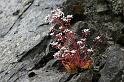 saxifraga cotyledon